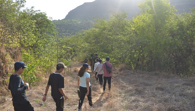 Forest trail